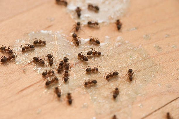 Best Wasp Removal Services  in Fort Meade, FL
